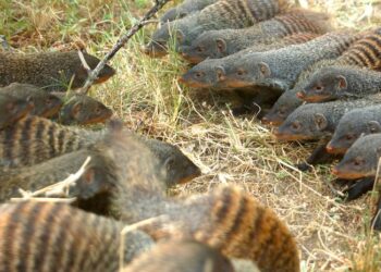 Mongoose warfare