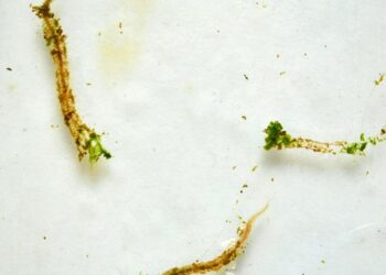 The worm Platynereis dumerilii