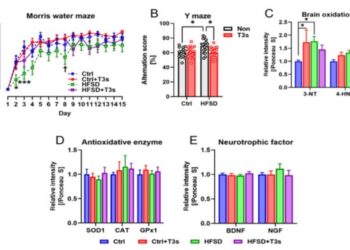Modulating the impact of high-fat, high-sucrose diet (HFSD) on learning and memory through T3s treatment