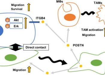 Schematic diagram of roles of periostin (POSTN) in the esophageal squamous cell carcinoma (ESCC) microenvironment.