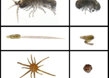 Embryos grown with and without high concentrations of new PVC pellets