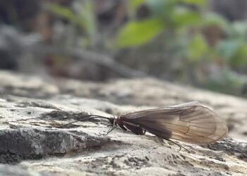 Potamophylax kosovaensis