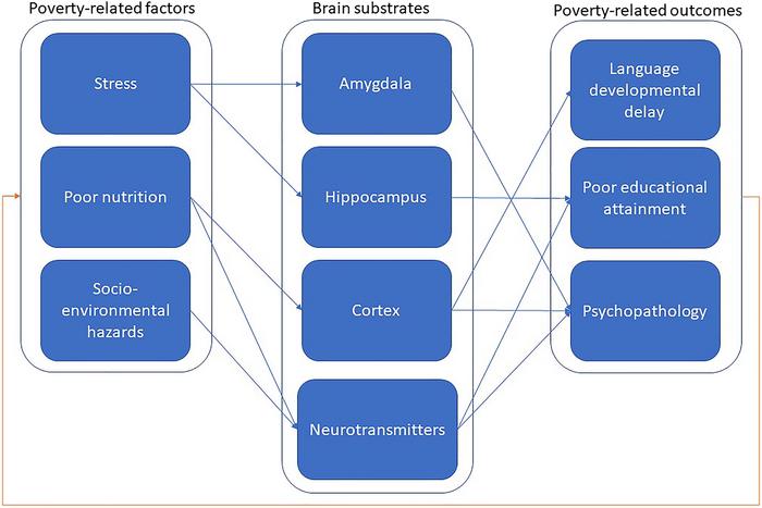 Integrative framework of the links between brain and behavioural abnormalities due to poverty