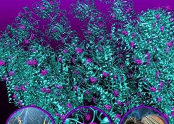 Ultraviolet superradiance from mega-networks of tryptophan in neuron fibers