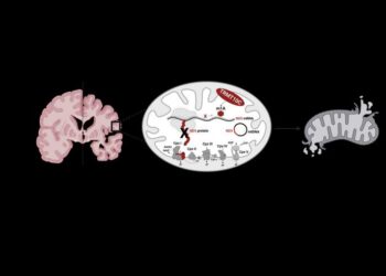 Elevated TRMT10C protein levels in Alzheimer's disease