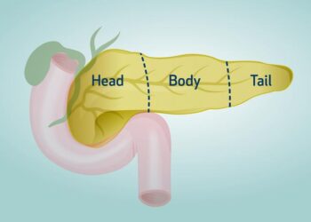 Pancreas diagram