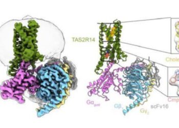 CryoEm of TTAS2R14-Ggust-scFv16
