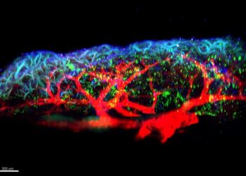 Respiratory allergies: newly discovered molecule plays a major role in triggering inflammation
