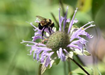Rusty-patched bumblebee