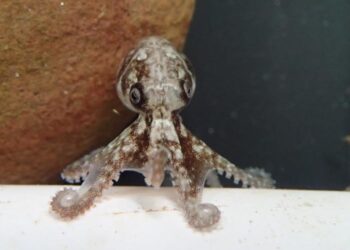 Step-by-step guide to aging octopus