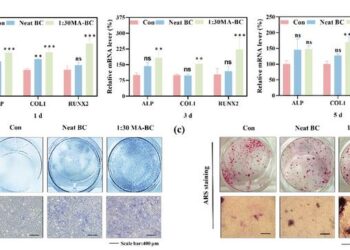 Scientists Develop Innovative Maleic Acid-Treated Bacterial Cellulose Gel Enhancing Bone Repair