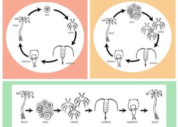 How Small Changes Make a Big Difference in Life Cycle Diagrams