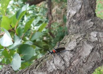 Aromia bungii is regarded as one of the most destructive longhorn beetle pests of fruit trees