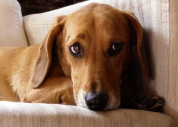 Worried dog