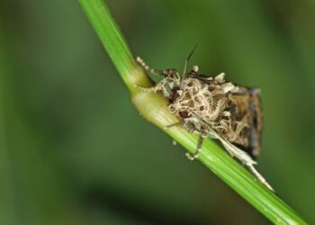 African cotton moth