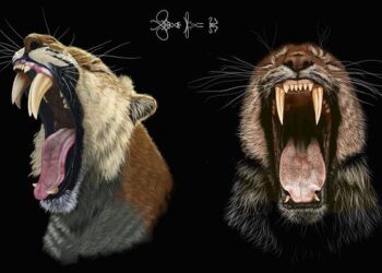 Portraits of saber-toothed cats with double fangs