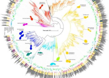 These jacks-of-all-trades are masters, too: Yeast study helps answer age-old