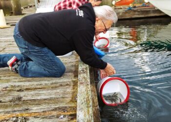 Releasing tagged coho salmon