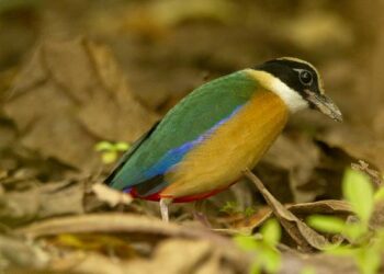 Blue-winged Pitta in the wild