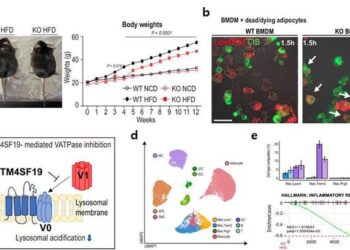 TM4SF19 mechanism regulating inflammatory response within adipose tissue