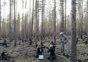 Field work in Swedish forest
