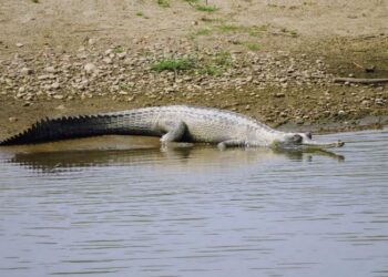 Gharial (Gavialis gangeticus)