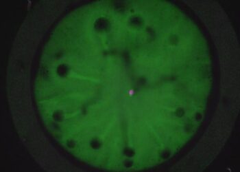 Unveiling the mysteries of cell division in embryos with timelapse