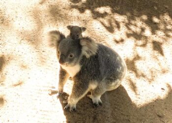 Koala and joey