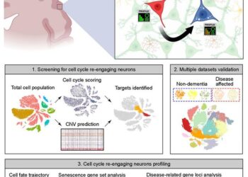 Wake up and die: Human brain neurons re-entering the cell cycle age quickly shift to senescence