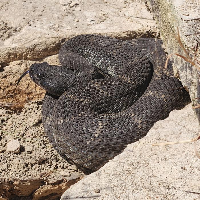 Effects of relational and instrumental messaging on human perception of rattlesnakes