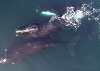 Right Whales in a pod