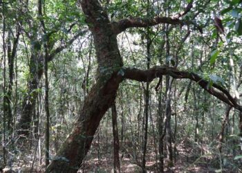 Without proper management, Cerrado becomes disfigured and less resilient to climate change