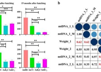mtDNA copy number and the relationship with body weight