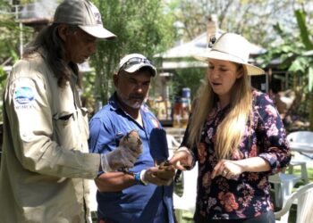Inspecting cane toads