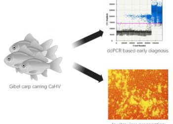 Gibel carp that potentially carried CaHV can be detected by the droplet digital PCR based method. Then the virus can be propagated in the GiCS cell line, and further research or treatment could be developed
