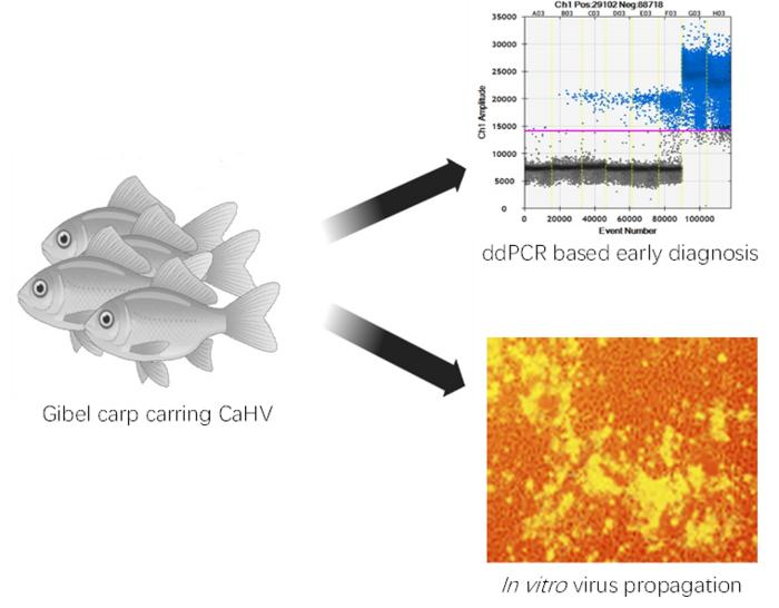 Gibel carp that potentially carried CaHV can be detected by the droplet digital PCR based method. Then the virus can be propagated in the GiCS cell line, and further research or treatment could be developed
