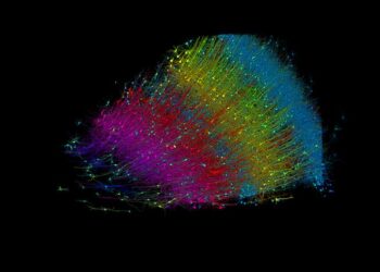 A fragment of human brain, mapped