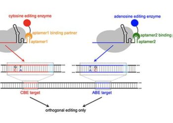 MOBE systems minimize guide RNA crosstalk