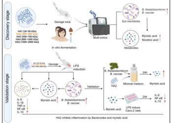 The mechanism of hyaluronic acid alleviating host inflammation