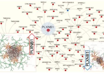 PLXNB1 in AD