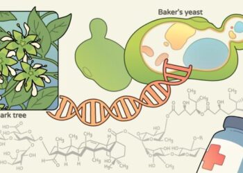 Synthesis of QS-21 in yeast