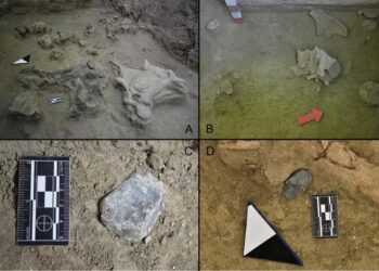 Ancient people hunted extinct elephants at Tagua Tagua Lake in