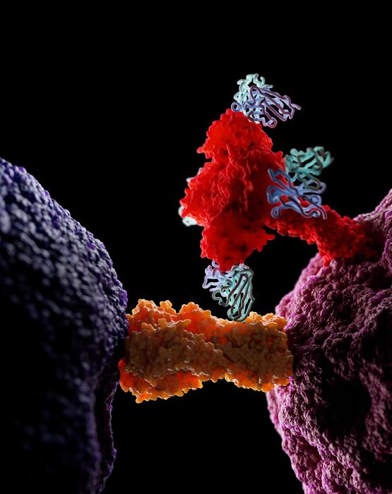 Antibodies May Aid Effort to Fight Influenza B: Study