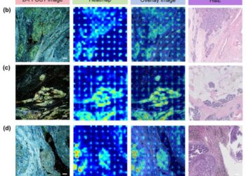 D-FFOCT images, Score-CAM heatmaps, overlay images and corresponding H&E images.
