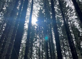 Evergreen needleleaf forest in the sunshine