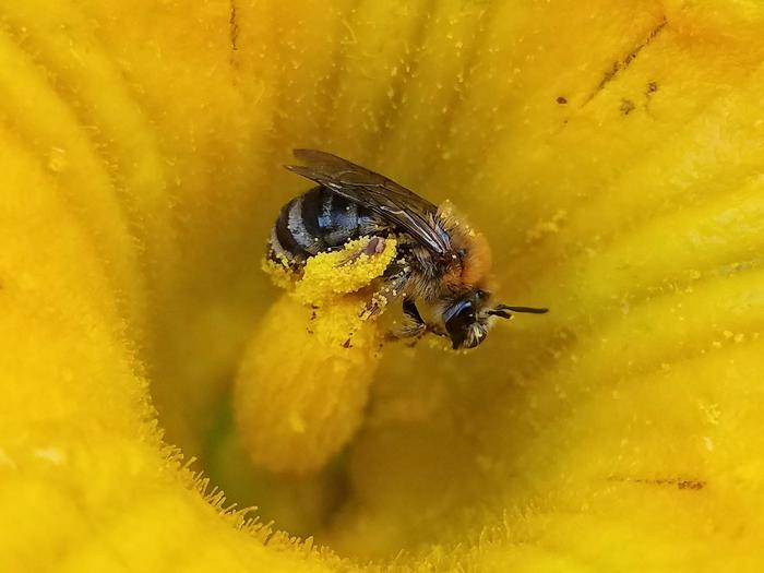 female squash bee