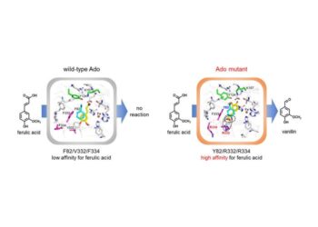 Novel genetically engineered enzyme sustainably converts ferulic acid from plant waste into vanillin
