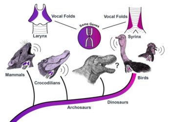 Birdsong and human voice built from same genetic blueprint