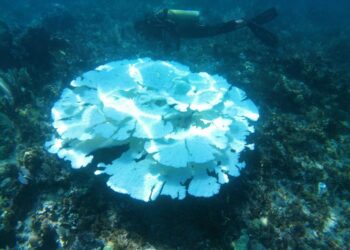Bleaching of coral reefs shows severe ocean circulation changes
