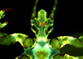 Body lice may be bigger plague spreaders than previously thought